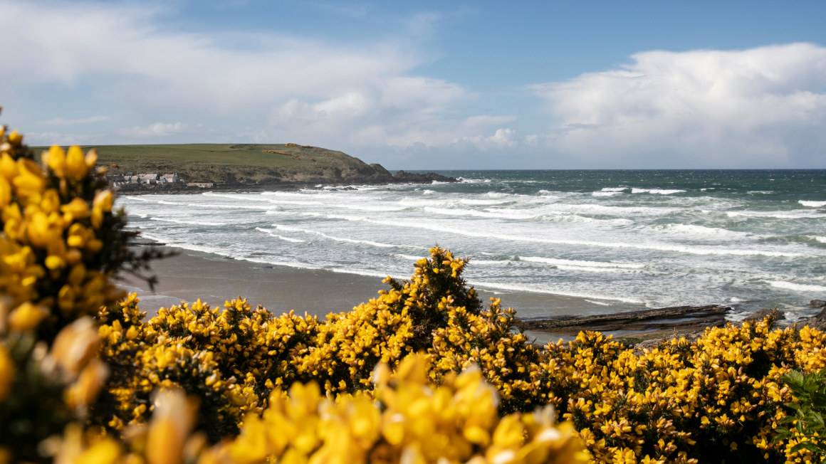 Yellow gorse flowers closer to the camera and the waves crashing in the background onto the shore.