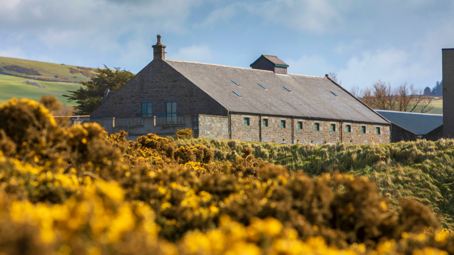 View of an old building with the gorse flowers around it and a blue sky above.