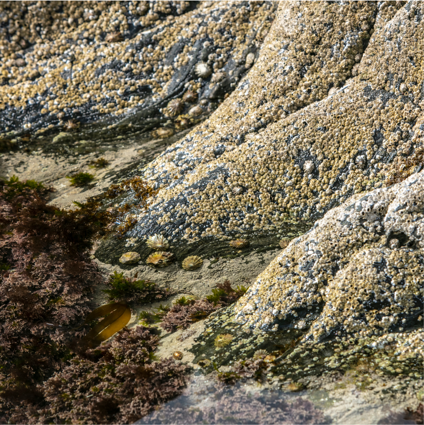 Rocks with moss buildup and sea vegetation surrounding.