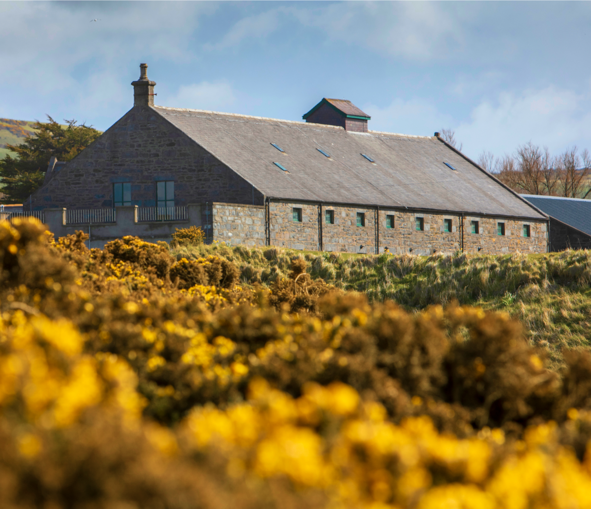View of an old building with the gorse flowers around it and a blue sky above.