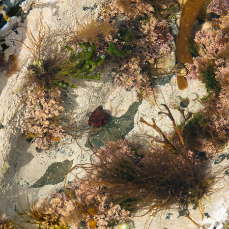 Moss, and underwater seaweed, shades of pink, orange, brow and dark green showing the vegetation in the surrounding area.